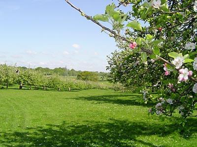 Russett Cottage Peasmarsh Eksteriør bilde